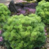 Jane Kluis Japanese Red Pine - 3 Gallon Pot