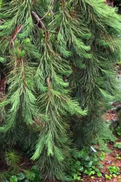 Weeping Japanese Red Pine (Pinus Densiflora 'Pendula') - 1 Gallon Pot -Wilson Bros Gardens pinus densiflora pendula weeping japanese red pine 2