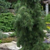 Weeping Japanese Red Pine (Pinus Densiflora 'Pendula') - 1 Gallon Pot