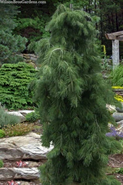 Weeping Japanese Red Pine (Pinus Densiflora 'Pendula') - 1 Gallon Pot