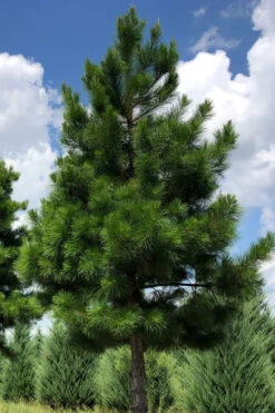 Shortleaf Rosemary Pine (Pinus Echinata) - 1 Gallon Pot -Wilson Bros Gardens pinus echinata shortleaf rosemary pine 3