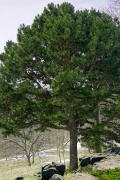 Shortleaf Rosemary Pine (Pinus Echinata) - 1 Gallon Pot