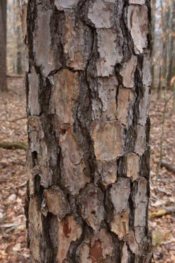 Shortleaf Rosemary Pine (Pinus Echinata) - 1 Gallon Pot -Wilson Bros Gardens pinus echinata shortleaf rosemary pine 7