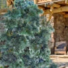 Weeping Blue Limber Pine - 3 Gallon Pot
