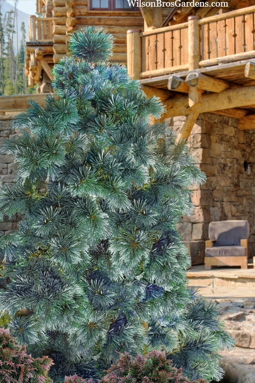 Weeping Blue Limber Pine - 3 Gallon Pot 1 Weeping Blue Limber Pine - 3 Gallon Pot