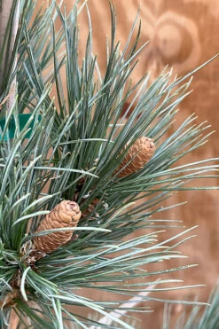 Weeping Blue Limber Pine - 3 Gallon Pot 7 Weeping Blue Limber Pine - 3 Gallon Pot -Wilson Bros Gardens pinus flexilis glauca reflexa limber pine 2