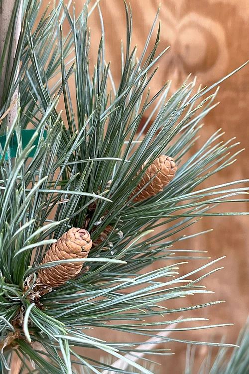 Weeping Blue Limber Pine - 3 Gallon Pot 4 Weeping Blue Limber Pine - 3 Gallon Pot - Image 4