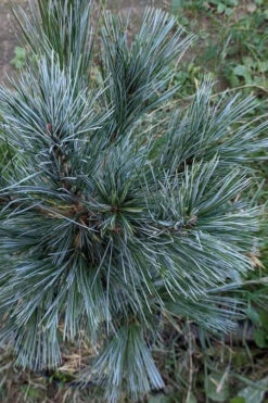 Vanderwolf's Pyramid Limber Pine (Pinus Flexilis) - 7 Gallon Pot -Wilson Bros Gardens pinus flexilis vanderwolfs pyramid limber pine 1
