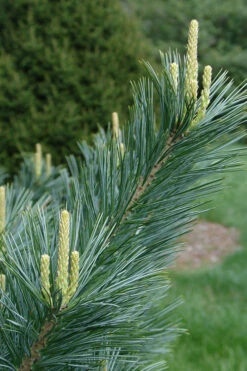 Vanderwolf's Pyramid Limber Pine (Pinus Flexilis) - 7 Gallon Pot -Wilson Bros Gardens pinus flexilis vanderwolfs pyramid limber pine 3