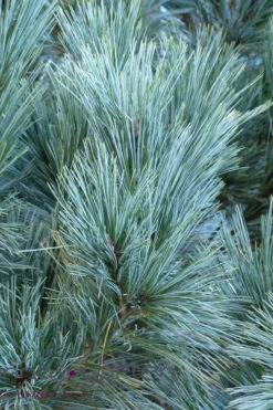 Vanderwolf's Pyramid Limber Pine (Pinus Flexilis) - 7 Gallon Pot -Wilson Bros Gardens pinus flexilis vanderwolfs pyramid limber pine 4