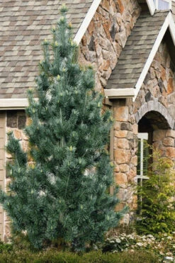Vanderwolf's Pyramid Limber Pine (Pinus Flexilis) - 7 Gallon Pot