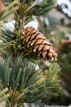 Vanderwolf's Pyramid Limber Pine (Pinus Flexilis) - 1 Gallon Pot -Wilson Bros Gardens pinus flexilis vanderwolfs pyramid limber pine 6 1