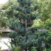 Kwangtung Pine Tree - 1 Gallon Pot