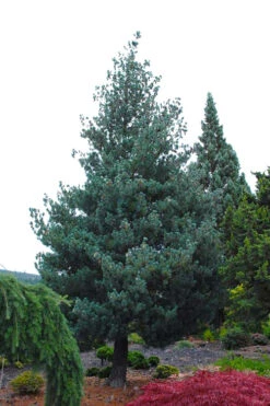 Kwangtung Pine Tree - 1 Gallon Pot -Wilson Bros Gardens pinus kwangtungensis guangdong white pine 3