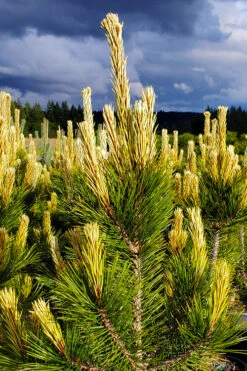 Kaleidoscope Bosnian Pine - 3 Gallon Pot 9 Kaleidoscope Bosnian Pine - 3 Gallon Pot -Wilson Bros Gardens pinus leucodermis kaleidoscope bosnian pine 1