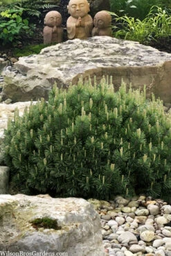 Dwarf Swiss Mountain Pine (Pinus Mugo 'Pumilio') - 1 Gallon Pot