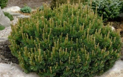 Dwarf Swiss Mountain Pine (Pinus Mugo 'Pumilio') - 1 Gallon Pot -Wilson Bros Gardens pinus mugo pumillo dwarf swiss mountain pine 1