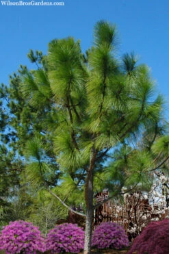 Southern Yellow Long Leaf Pine Tree (Pinus Palustris) - 7 Gallon Pot (3-4') 11 Southern Yellow Long Leaf Pine Tree (Pinus Palustris) - 7 Gallon Pot (3-4') -Wilson Bros Gardens pinus palustris southern yellow long leaf pine 22