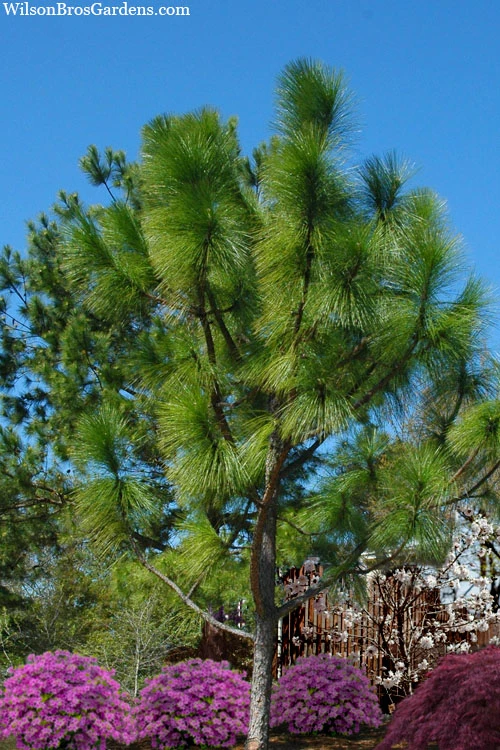 Southern Yellow Long Leaf Pine Tree (Pinus Palustris) - 7 Gallon Pot (3-4') 4 Southern Yellow Long Leaf Pine Tree (Pinus Palustris) - 7 Gallon Pot (3-4') - Image 4
