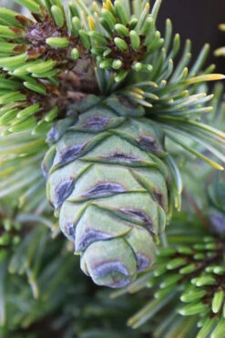 Azuma Japanese White Pine - 1 Gallon Pot -Wilson Bros Gardens pinus parviflora azuma goyo japanese white pine 1