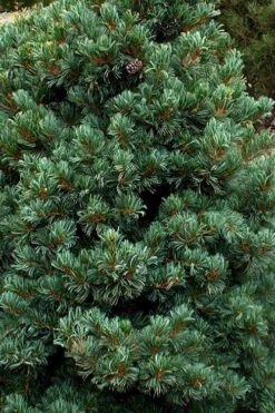 Azuma Japanese White Pine - 1 Gallon Pot -Wilson Bros Gardens pinus parviflora azuma goyo japanese white pine 4