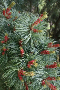 Bergman Japanese White Pine (Pinus Parviflora) - 3 Gallon Pot 7 Bergman Japanese White Pine (Pinus Parviflora) - 3 Gallon Pot -Wilson Bros Gardens pinus parviflora bergman japanese white pine 1