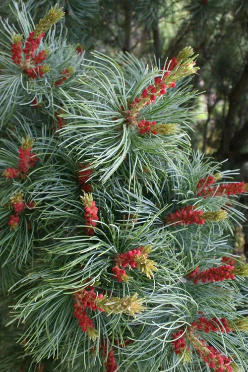 Bergman Japanese White Pine (Pinus Parviflora) - 3 Gallon Pot 4 Bergman Japanese White Pine (Pinus Parviflora) - 3 Gallon Pot - Image 4