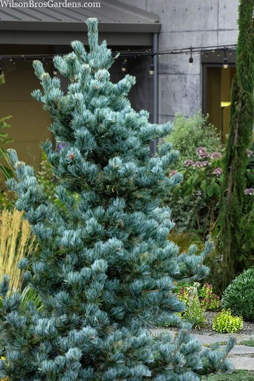 Koru Japanese White Pine - 3 Gallon Pot 1 Koru Japanese White Pine - 3 Gallon Pot