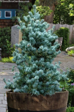 Koru Japanese White Pine - 3 Gallon Pot 7 Koru Japanese White Pine - 3 Gallon Pot -Wilson Bros Gardens pinus parviflora koru japanese white pine 3