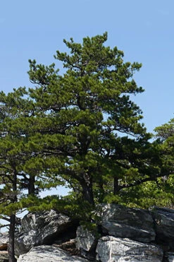 Table Mountain Pine Tree (Pinus Pungens) - 3 Pack Of 1.5 Quart Pots 14 Table Mountain Pine Tree (Pinus Pungens) - 3 Pack Of 1.5 Quart Pots -Wilson Bros Gardens pinus pungens table mountain pine tree 1