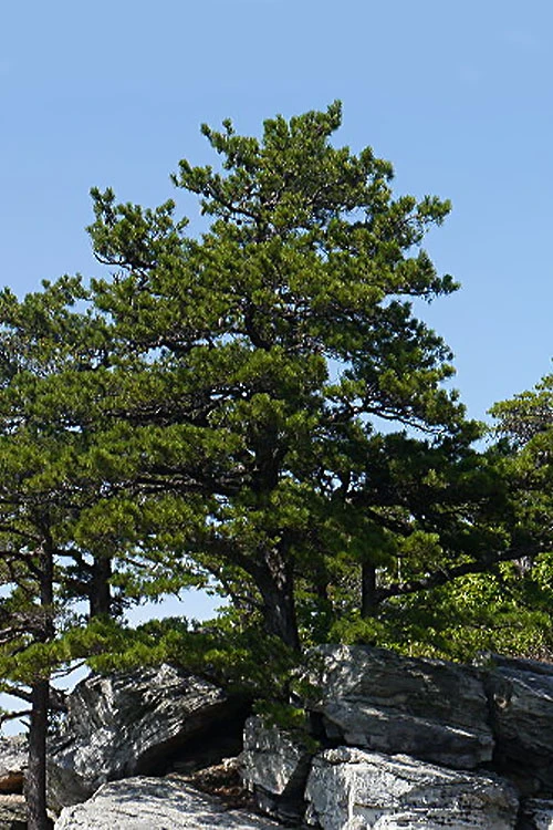 Table Mountain Pine Tree (Pinus Pungens) - 3 Pack Of 1.5 Quart Pots 4 Table Mountain Pine Tree (Pinus Pungens) - 3 Pack Of 1.5 Quart Pots - Image 4