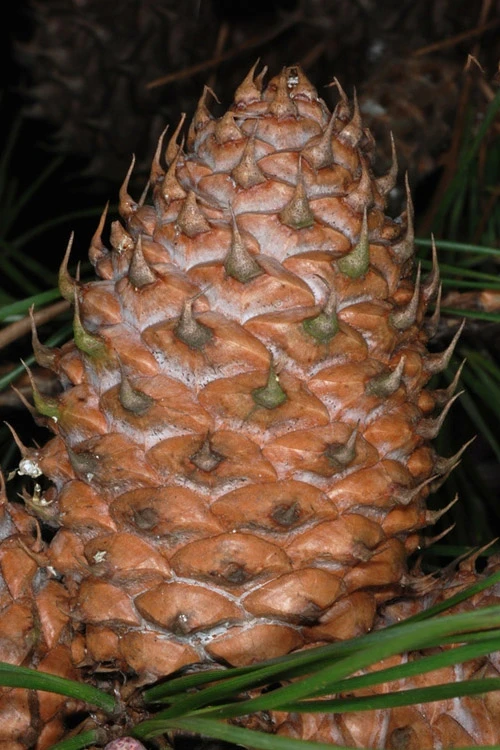 Table Mountain Pine Tree (Pinus Pungens) - 3 Pack Of 1.5 Quart Pots 7 Table Mountain Pine Tree (Pinus Pungens) - 3 Pack Of 1.5 Quart Pots - Image 7