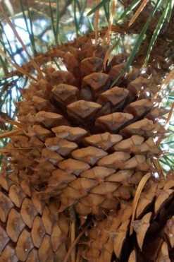 Table Mountain Pine Tree (Pinus Pungens) - 3 Pack Of 1.5 Quart Pots 18 Table Mountain Pine Tree (Pinus Pungens) - 3 Pack Of 1.5 Quart Pots -Wilson Bros Gardens pinus pungens table mountain pine tree 12