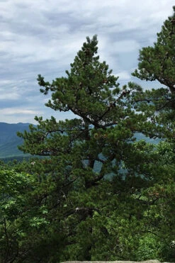 Table Mountain Pine Tree (Pinus Pungens) - 3 Pack Of 1.5 Quart Pots 13 Table Mountain Pine Tree (Pinus Pungens) - 3 Pack Of 1.5 Quart Pots -Wilson Bros Gardens pinus pungens table mountain pine tree 2