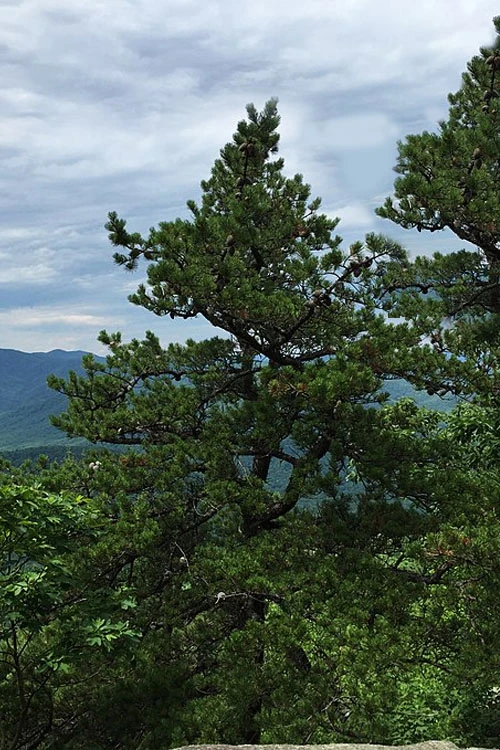 Table Mountain Pine Tree (Pinus Pungens) - 3 Pack Of 1.5 Quart Pots 3 Table Mountain Pine Tree (Pinus Pungens) - 3 Pack Of 1.5 Quart Pots - Image 3