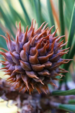 Table Mountain Pine Tree (Pinus Pungens) - 3 Pack Of 1.5 Quart Pots 16 Table Mountain Pine Tree (Pinus Pungens) - 3 Pack Of 1.5 Quart Pots -Wilson Bros Gardens pinus pungens table mountain pine tree 7