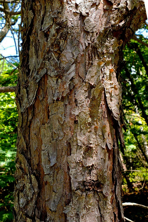 Table Mountain Pine Tree (Pinus Pungens) - 3 Pack Of 1.5 Quart Pots 9 Table Mountain Pine Tree (Pinus Pungens) - 3 Pack Of 1.5 Quart Pots - Image 9