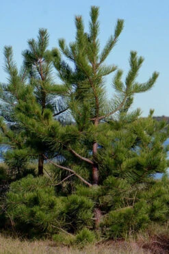 Pitch Pine Tree (Pinus Rigida) - 3 Gallon Pot -Wilson Bros Gardens pinus rigida pitch pine 1