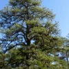 Pitch Pine Tree (Pinus Rigida) - 3 Gallon Pot