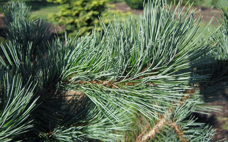 Foxtail Southwestern White Pine - 3 Gallon Pot 4 Foxtail Southwestern White Pine - 3 Gallon Pot - Image 4