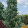 Foxtail Southwestern White Pine - 1 Gallon Pot