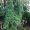 Angel Falls Weeping Eastern White Pine - 7 Gallon Pot