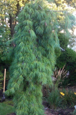 Angel Falls Weeping Eastern White Pine - 7 Gallon Pot