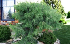 Angel Falls Weeping Eastern White Pine - 7 Gallon Pot -Wilson Bros Gardens pinus strobus angel falls white pine 3