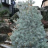 Blue Clovers Eastern White Pine - 3 Gallon Pot