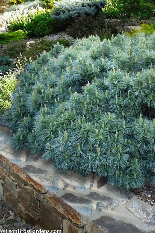 Coney Island White Pine - 2 Gallon Pot 1 Coney Island White Pine - 2 Gallon Pot