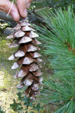 Eastern White Pine (Pinus Strobus) - 1 Gallon Pot -Wilson Bros Gardens pinus strobus eastern white pine 2 1