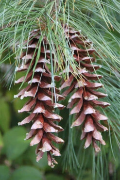 Eastern White Pine (Pinus Strobus) - 1 Gallon Pot -Wilson Bros Gardens pinus strobus eastern white pine 3 2