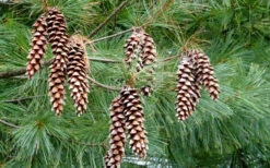 Eastern White Pine (Pinus Strobus) - 1 Gallon Pot -Wilson Bros Gardens pinus strobus eastern white pine 4 1