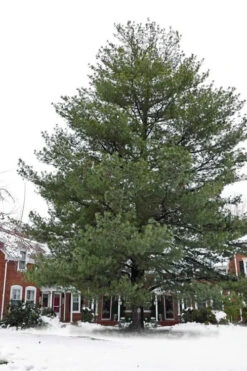 Eastern White Pine (Pinus Strobus) - 1 Gallon Pot -Wilson Bros Gardens pinus strobus eastern white pine 5 1